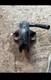 Vintage ex military hitch off a lorry or Land Rover of some sort